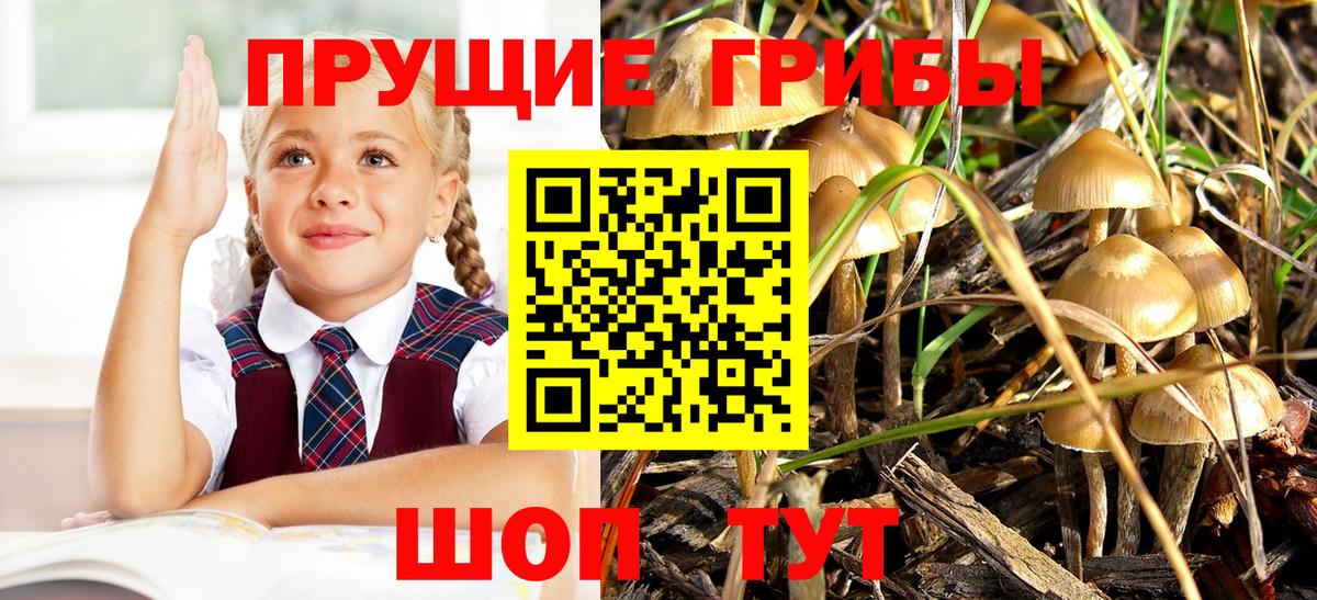 Псилоцибиновые грибы прущие грибы Можайск